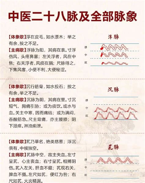 左水右尺|中医二十八脉及全部脉象（收藏）